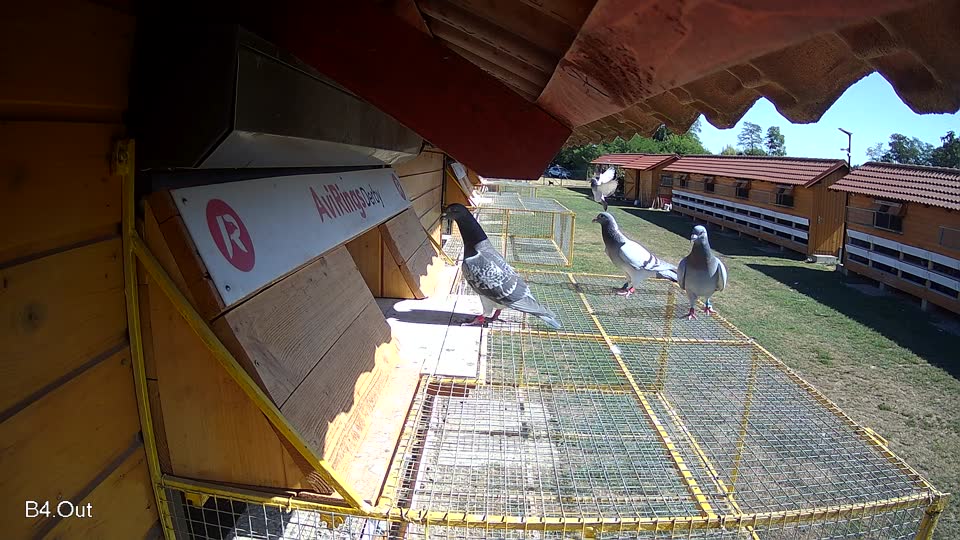 Pigeon Arrival Image For Race Race 3