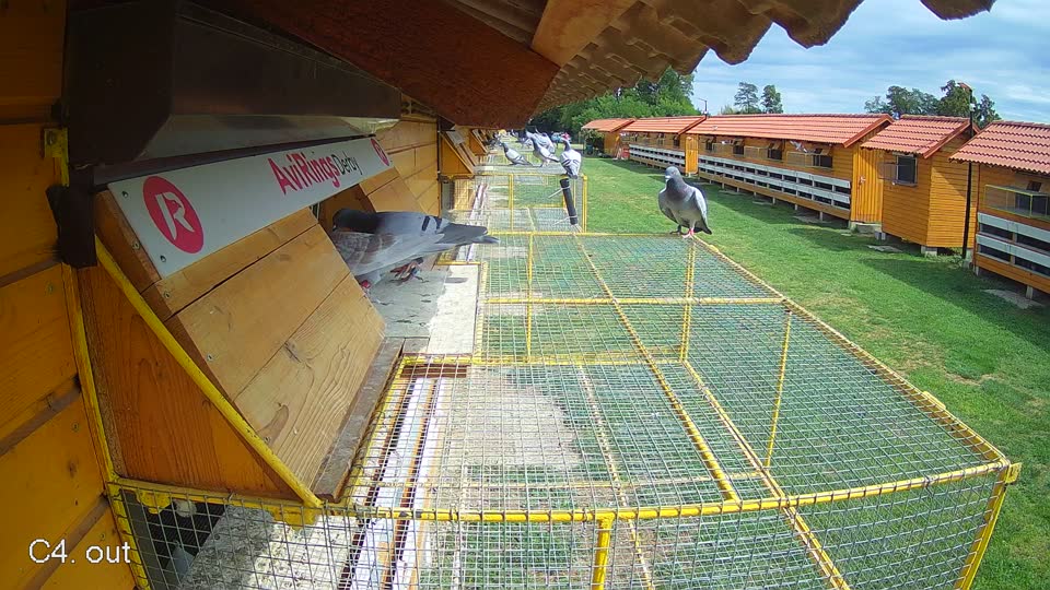 Pigeon Arrival Image For Race Race 4