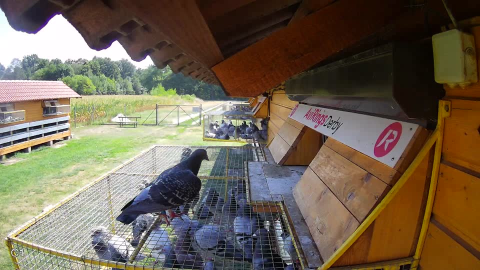 Pigeon Arrival Image For Race Race 1