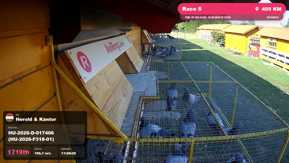 Pigeon Arrival Image For Race Race 5