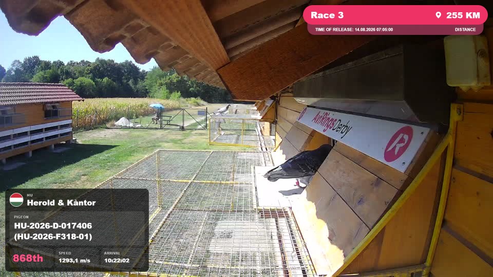 Pigeon Arrival Image For Race Race 3