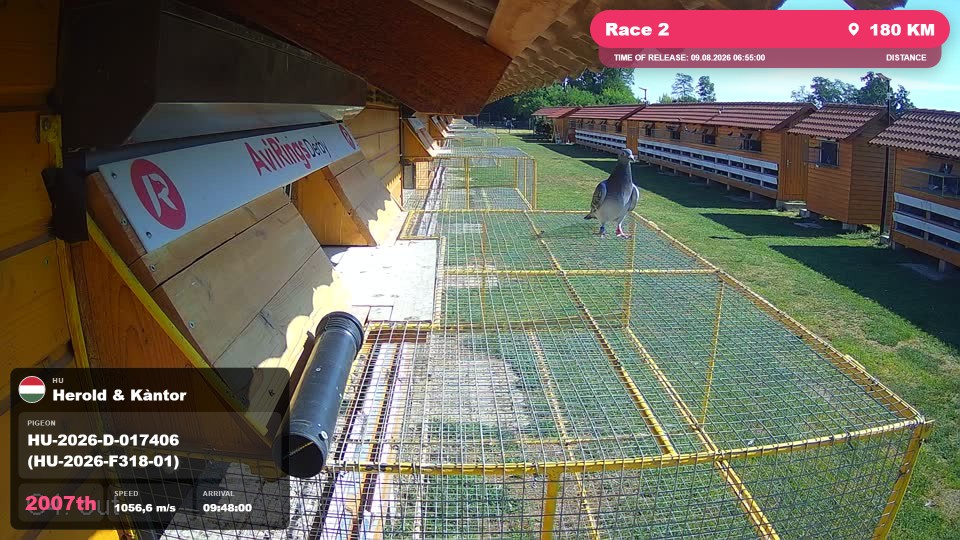 Pigeon Arrival Image For Race Race 2