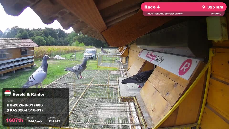 Pigeon Arrival Image For Race Race 4