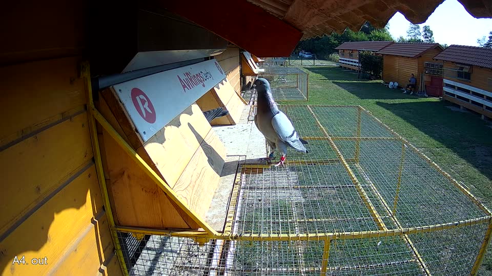 Pigeon Arrival Image For Race Race 1