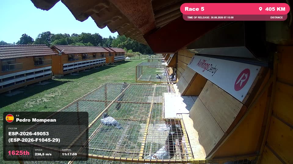 Pigeon Arrival Image For Race Race 5
