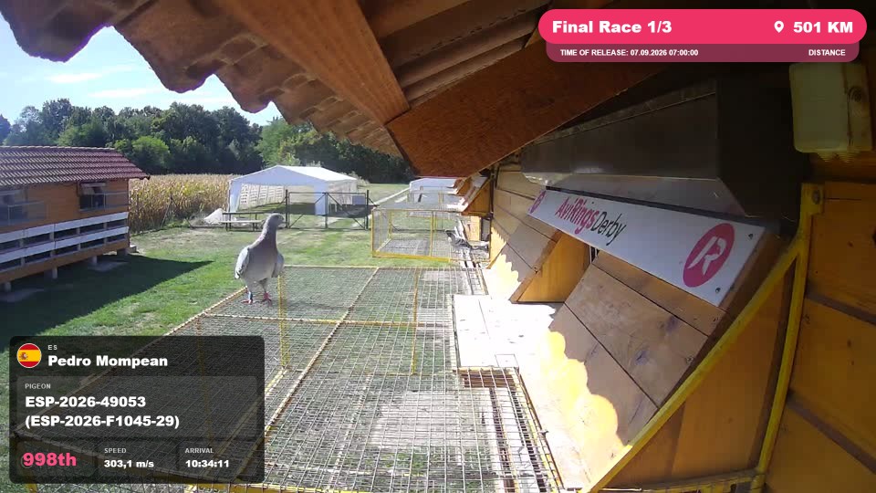 Pigeon Arrival Image For Race Final Race 1/3