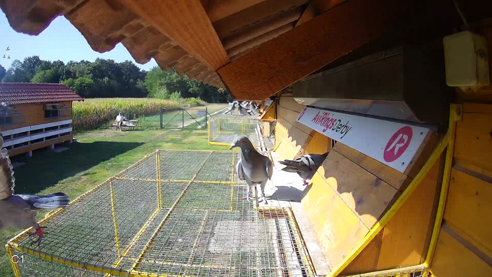Pigeon Arrival Image For Race Race 2