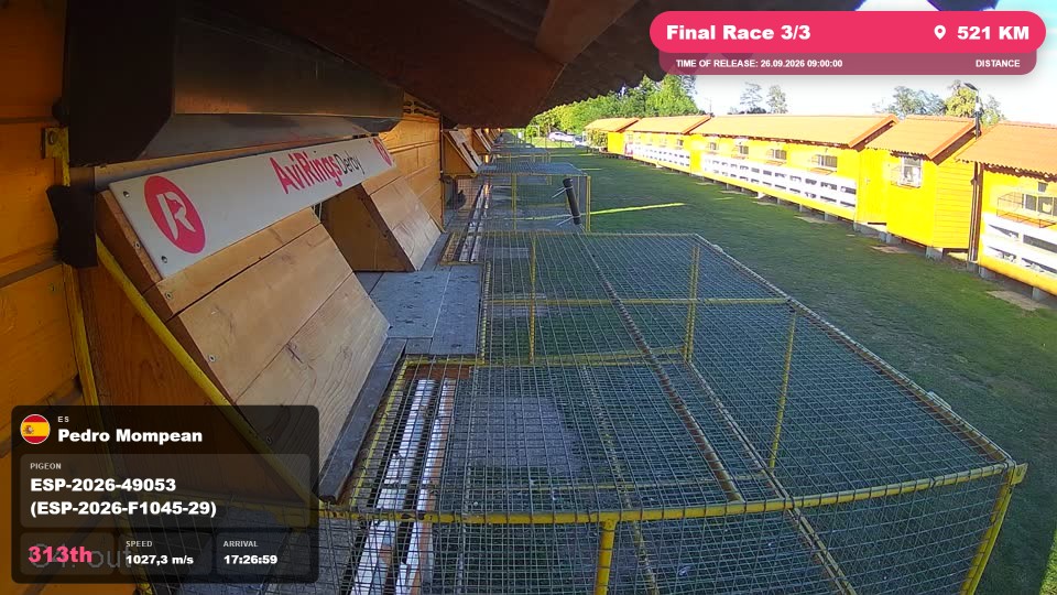 Pigeon Arrival Image For Race Final Race 3/3