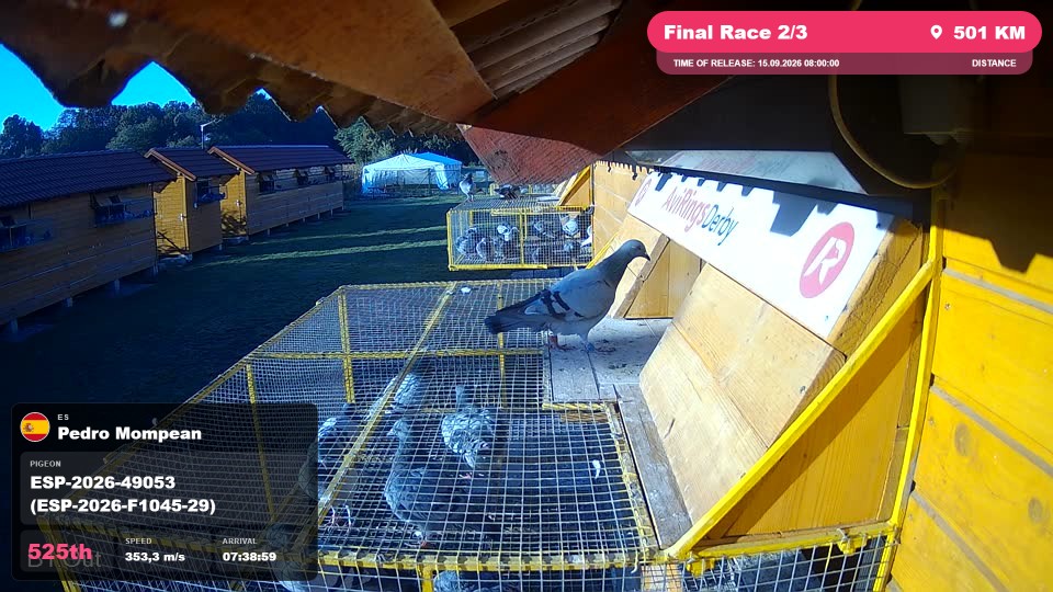 Pigeon Arrival Image For Race Final Race 2/3