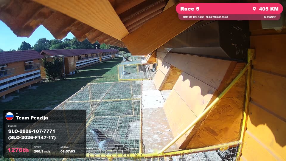 Pigeon Arrival Image For Race Race 5