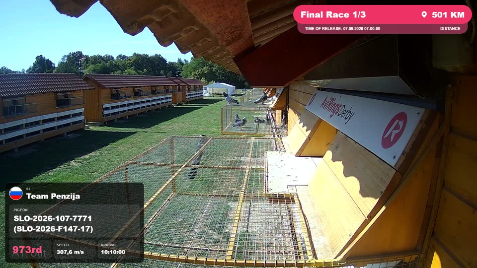 Pigeon Arrival Image For Race Final Race 1/3