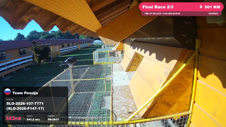 Pigeon Arrival Image For Race Final Race 2/3