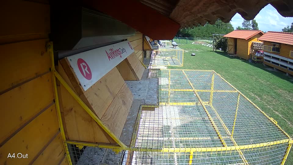 Pigeon Arrival Image For Race Race 6