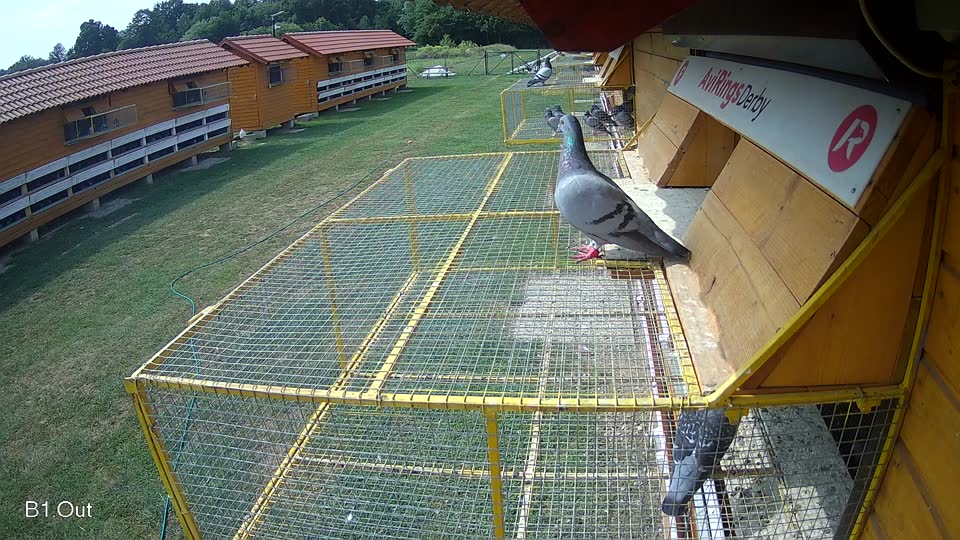 Pigeon Arrival Image For Race Race 3