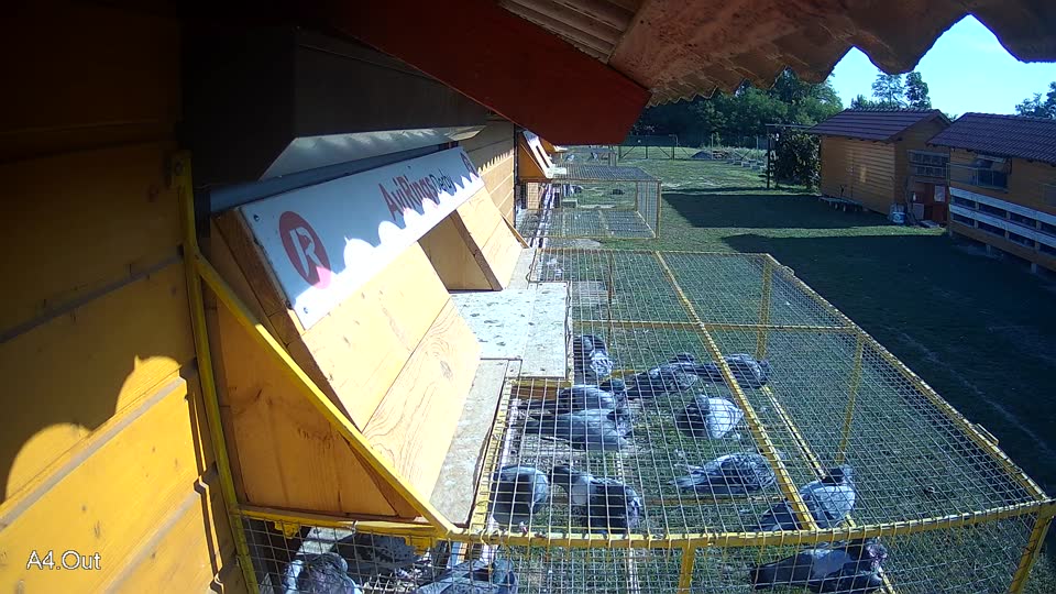 Pigeon Arrival Image For Race Race 5