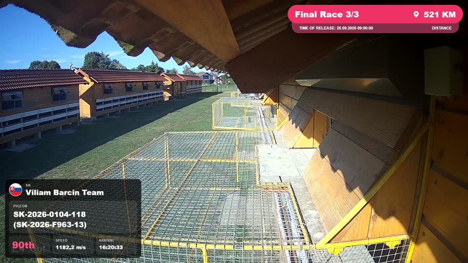 Pigeon Arrival Image For Race Final Race 3/3