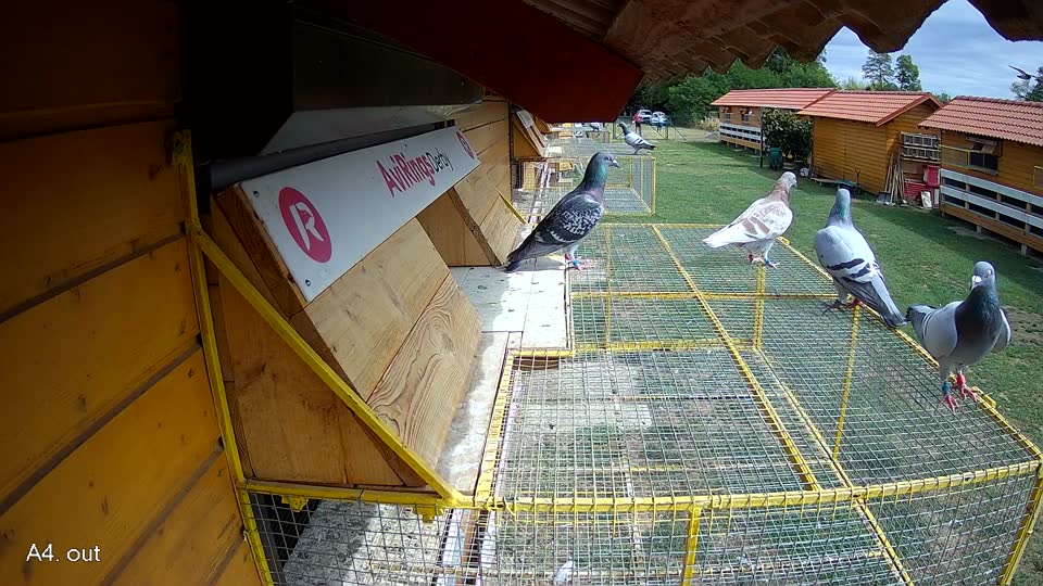 Pigeon Arrival Image For Race Race 4
