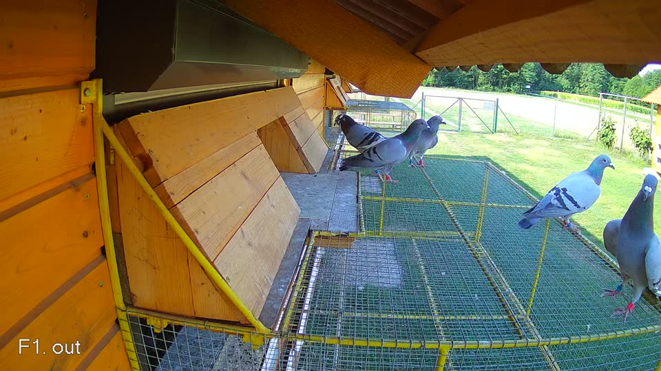 Pigeon Arrival Image For Race Race 1