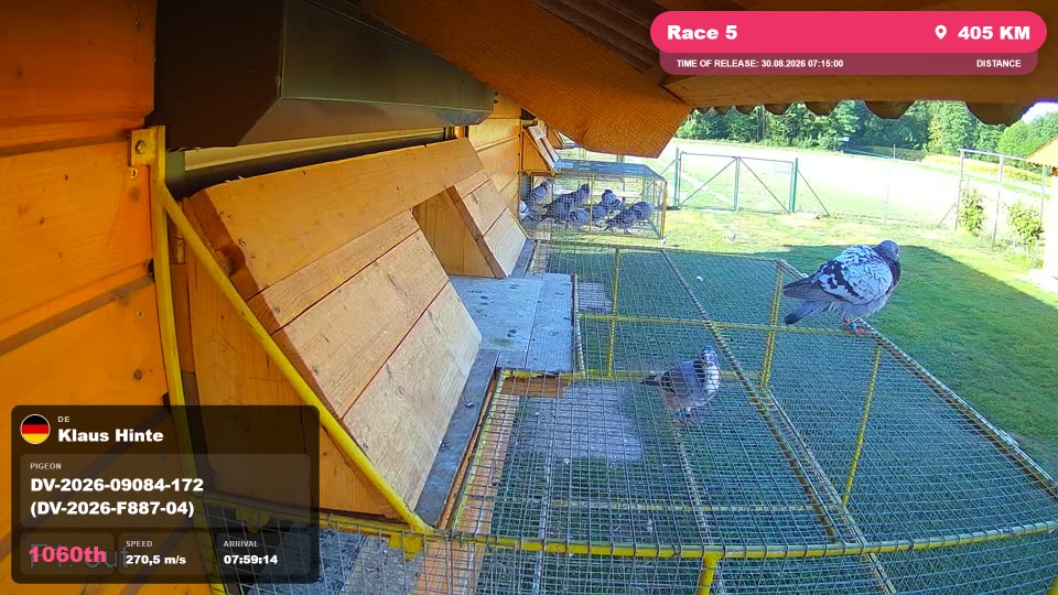 Pigeon Arrival Image For Race Race 5