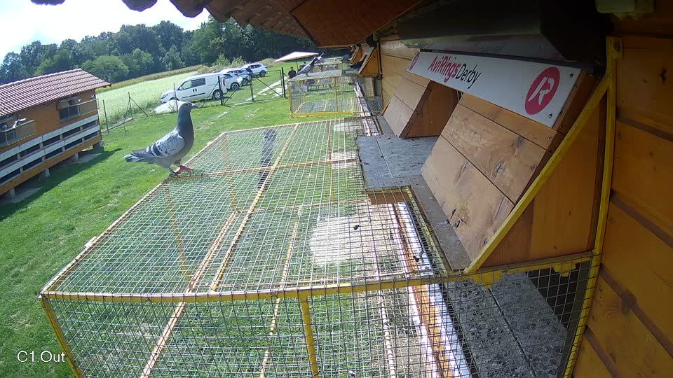 Pigeon Arrival Image For Race Race 6