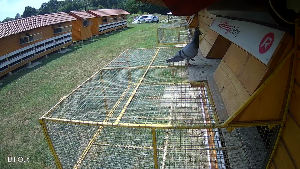 Pigeon Arrival Image For Race Race 4