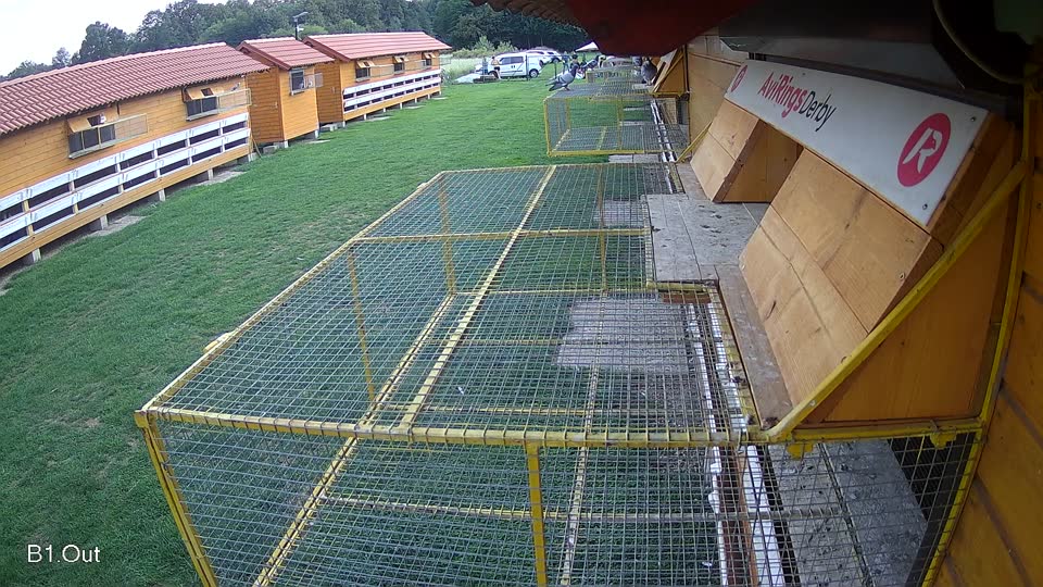 Pigeon Arrival Image For Race Final race 1