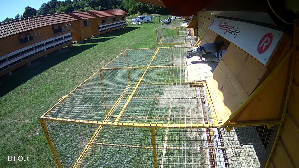Pigeon Arrival Image For Race Race 2