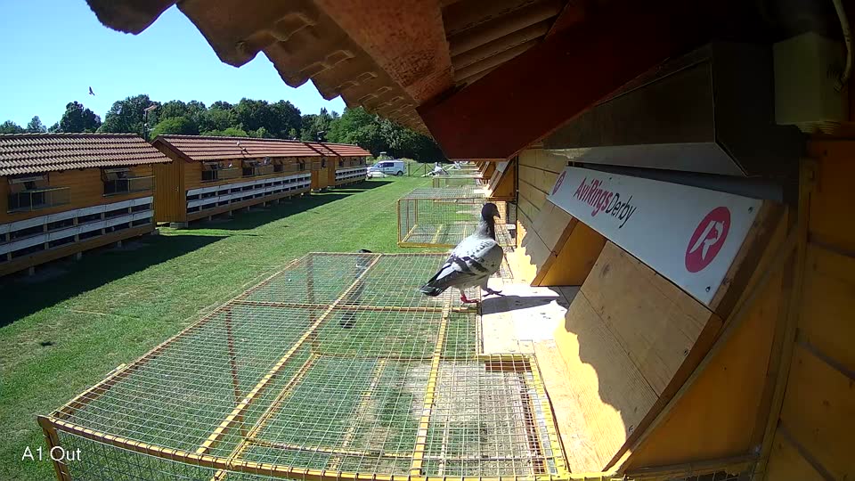 Pigeon Arrival Image For Race Race 2
