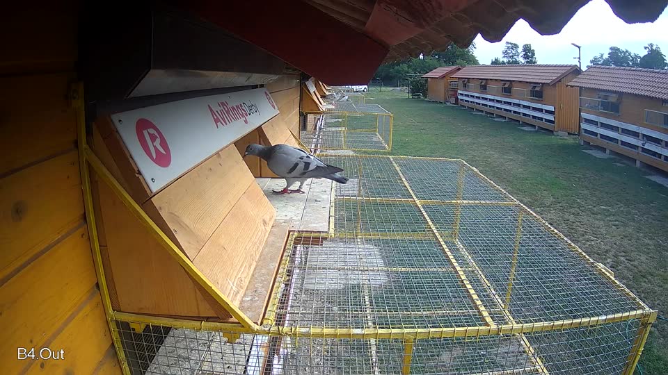 Pigeon Arrival Image For Race Race 4