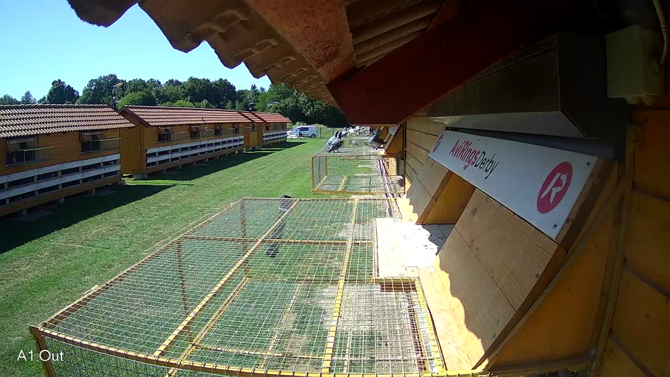 Pigeon Arrival Image For Race Race 2
