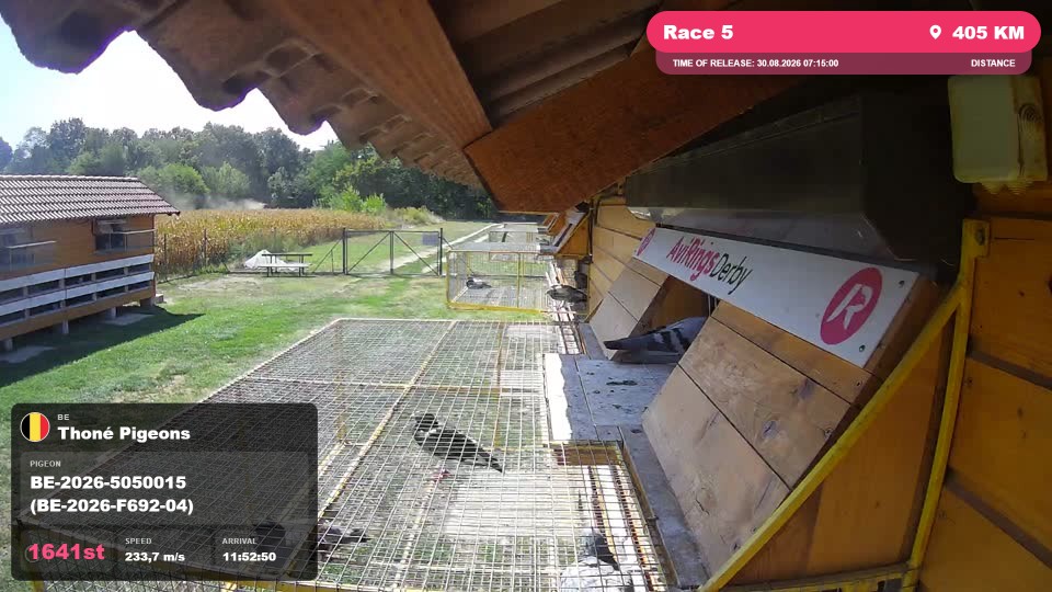 Pigeon Arrival Image For Race Race 5