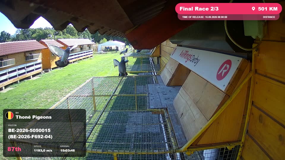 Pigeon Arrival Image For Race Final Race 2/3