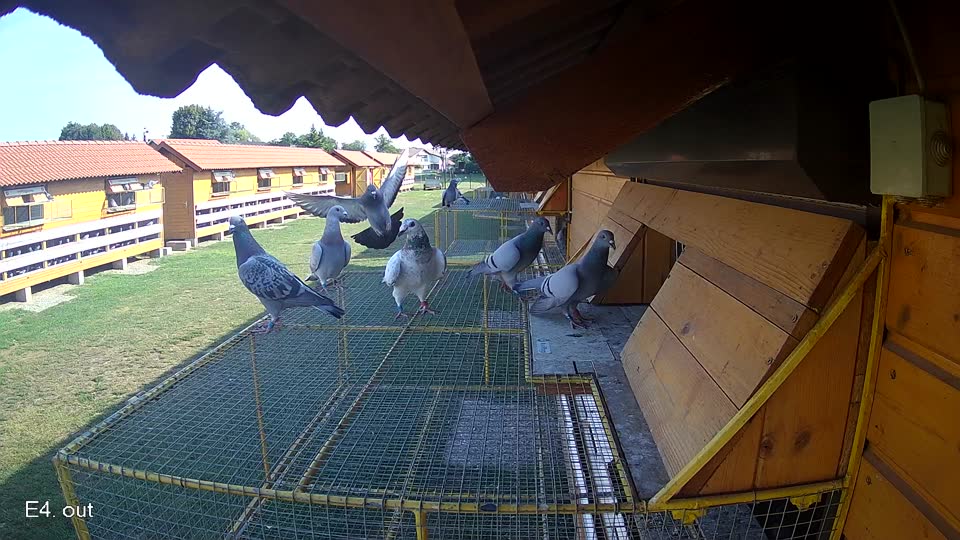 Pigeon Arrival Image For Race Race 1