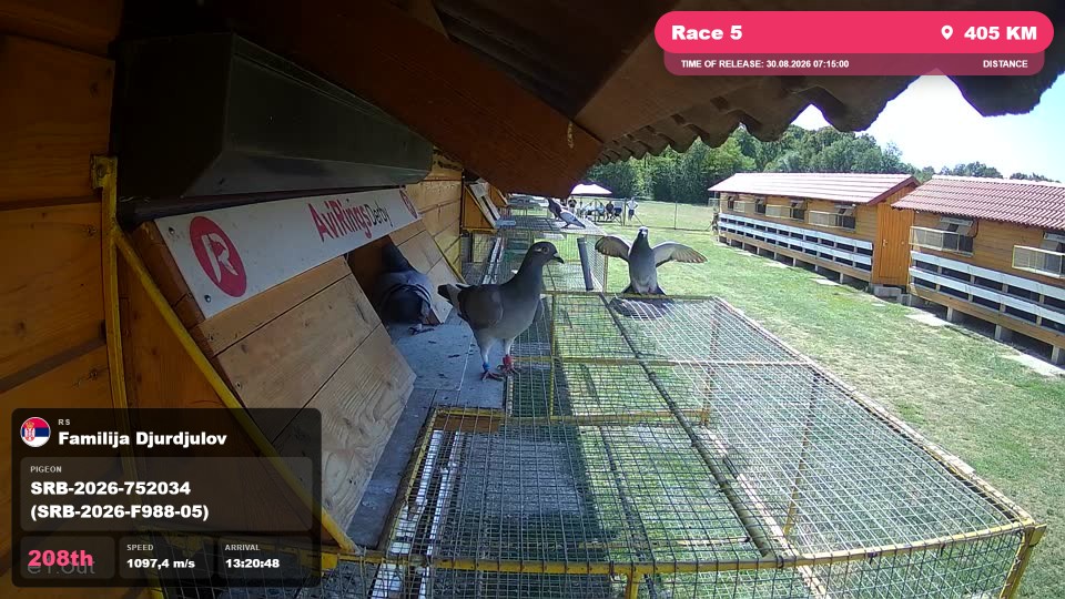 Pigeon Arrival Image For Race Race 5