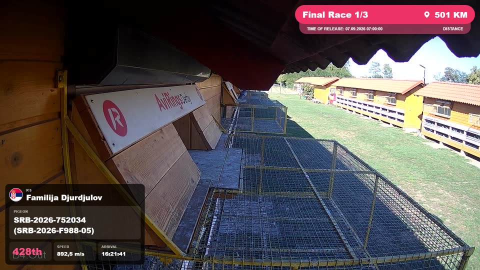 Pigeon Arrival Image For Race Final Race 1/3