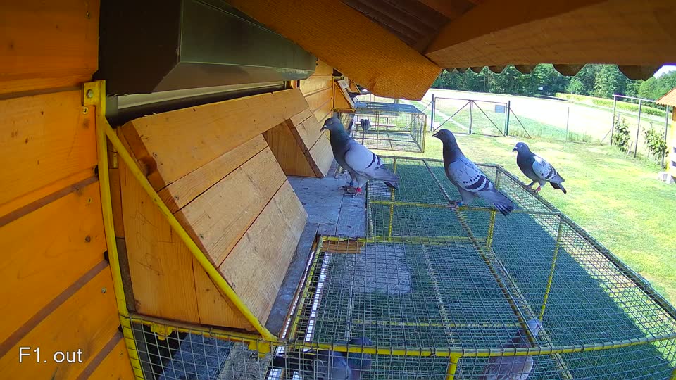 Pigeon Arrival Image For Race Race 2