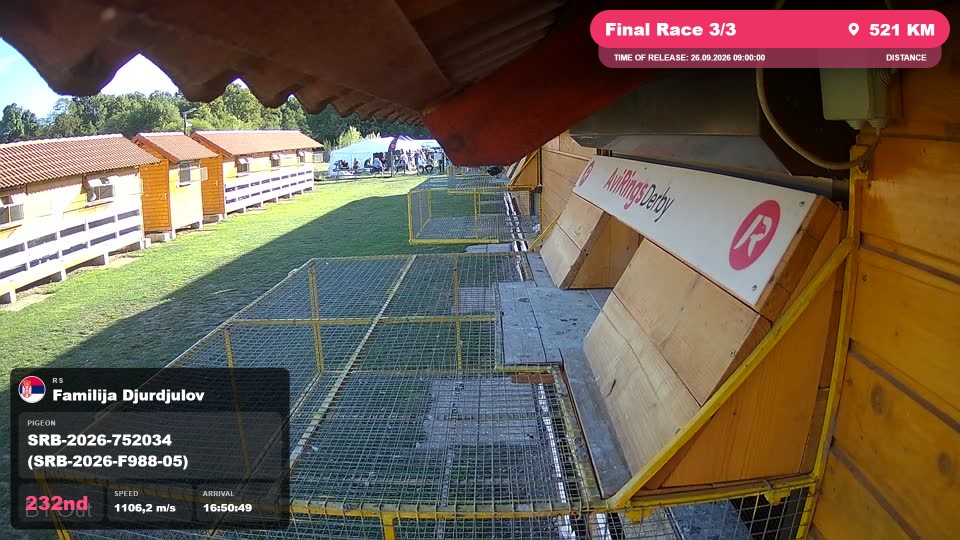 Pigeon Arrival Image For Race Final Race 3/3