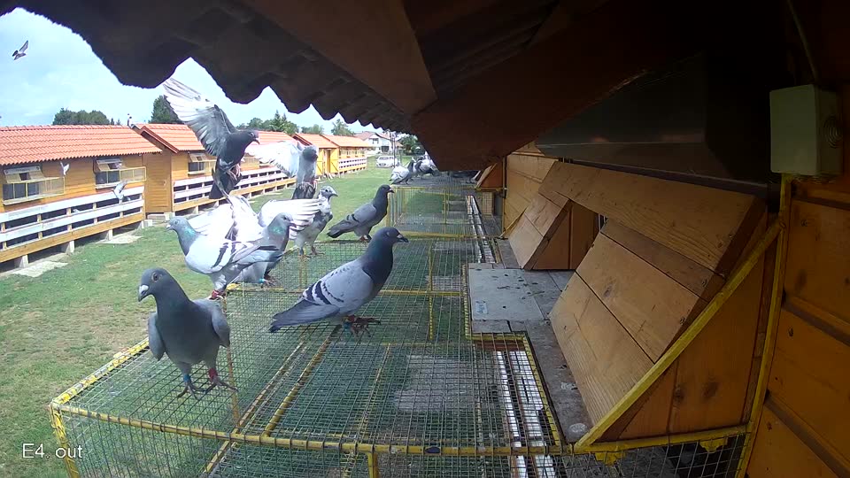 Pigeon Arrival Image For Race Race 4