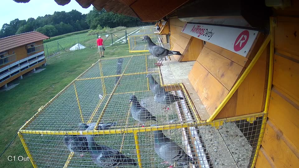 Pigeon Arrival Image For Race Race 4