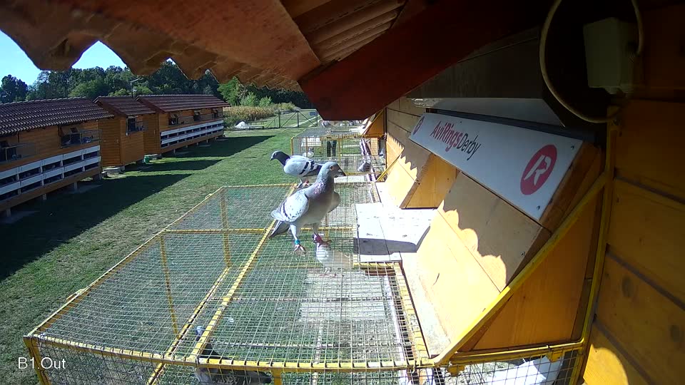 Pigeon Arrival Image For Race Race 5