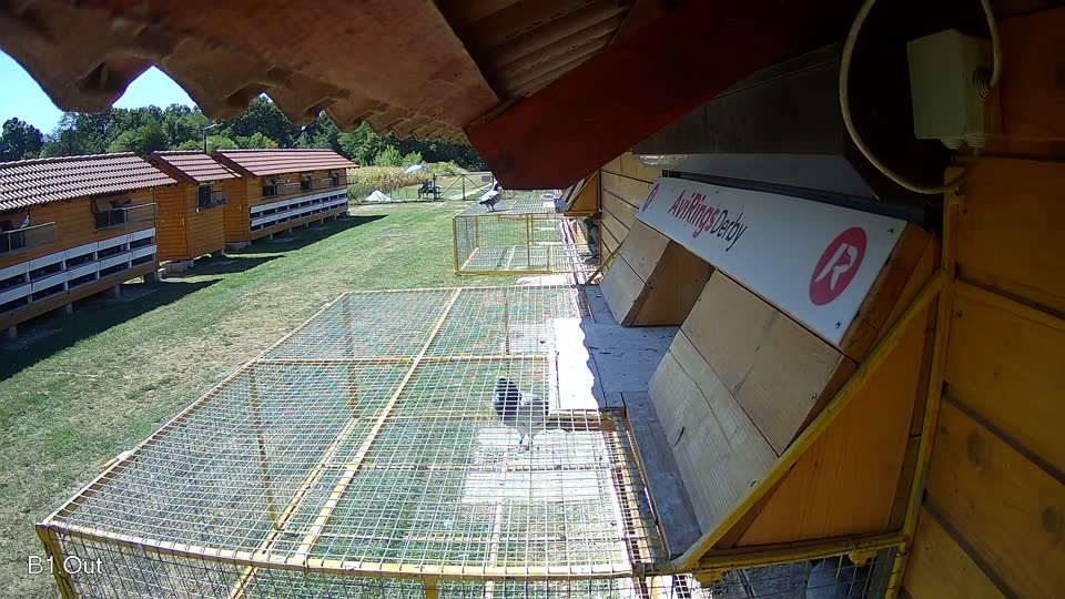 Pigeon Arrival Image For Race Race 3