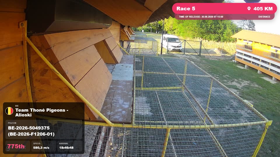 Pigeon Arrival Image For Race Race 5