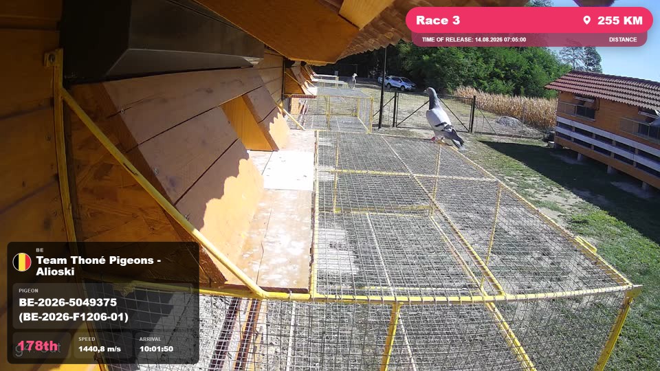 Pigeon Arrival Image For Race Race 3