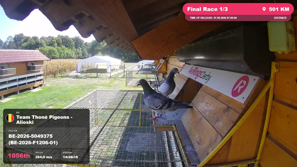 Pigeon Arrival Image For Race Final Race 1/3