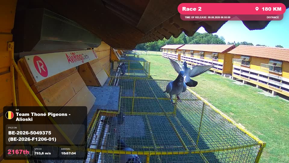 Pigeon Arrival Image For Race Race 2