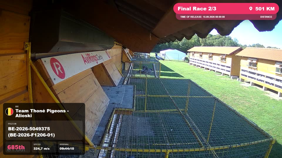 Pigeon Arrival Image For Race Final Race 2/3