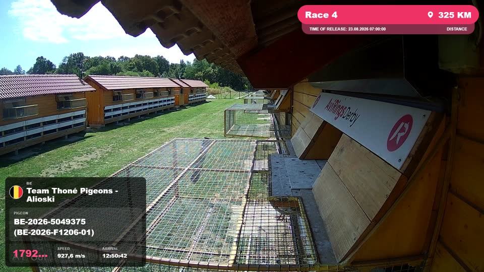 Pigeon Arrival Image For Race Race 4