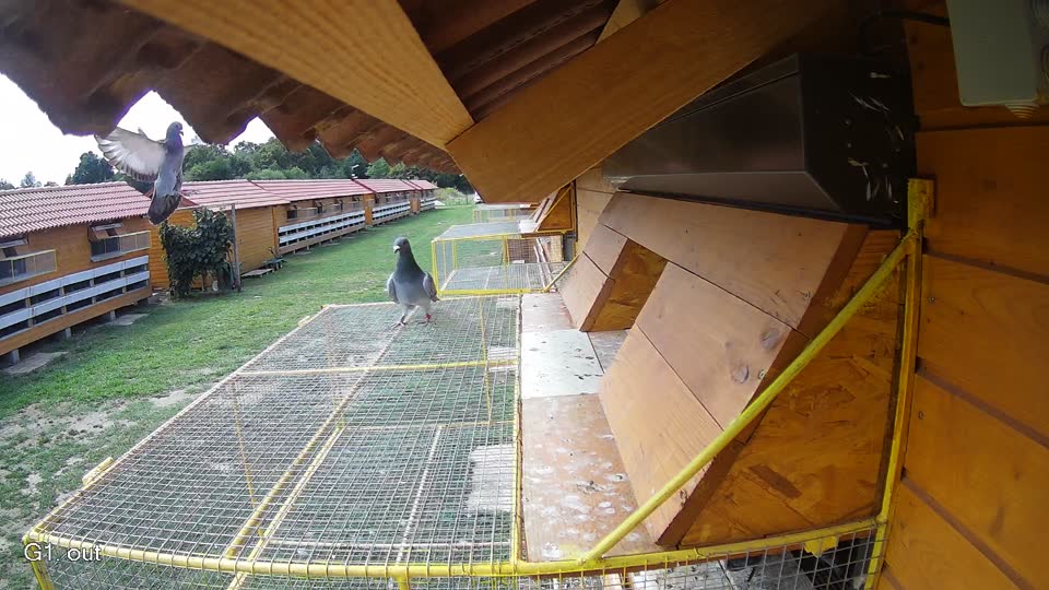 Pigeon Arrival Image For Race Race 4