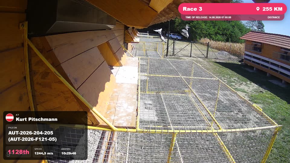 Pigeon Arrival Image For Race Race 3