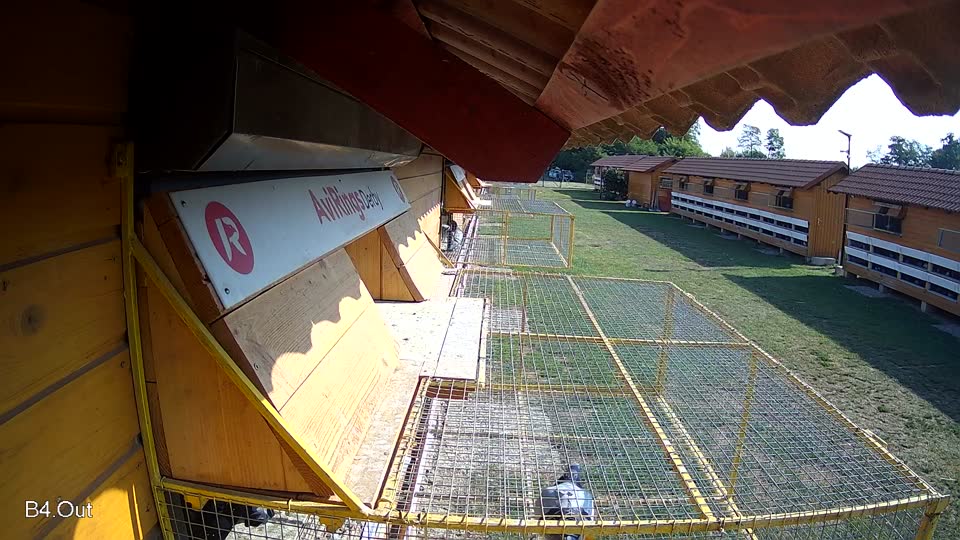 Pigeon Arrival Image For Race Race 1